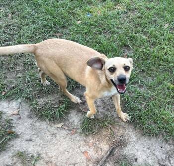 Jo Jo -  Chihuahua Dog for Adoption in Semmes, Alabama - Jo Jo | PetCurious