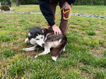 Siberian Husky Dogs Available for Adoption in Maidens, Virginia - Juno | PetCurious