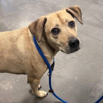 Buddy -  Mixed Breed Dog for Adoption in Pittsburgh, Pennsylvania - Buddy | PetCurious