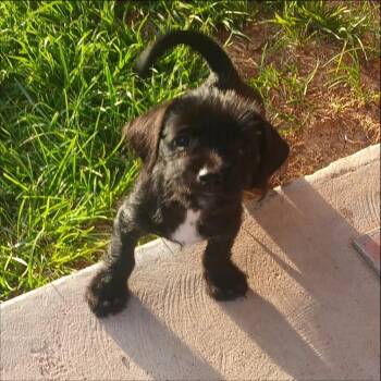 Ace -  Border Terrier and Border Collie Dog for Adoption in Thompson Falls, Montana - Ace | PetCurious