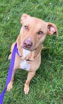 Labrador Retriever Dogs Available for Adoption in Salem, Oregon - Sallie | PetCurious