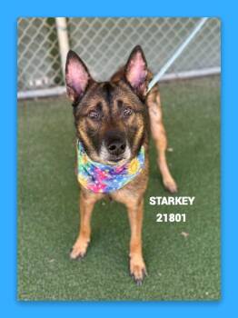 STARKEY -  German Shepherd Dog and Mixed Breed Dog for Adoption in Marietta, Georgia - STARKEY | PetCurious