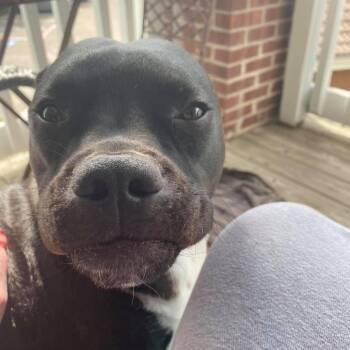 Gustavo -  Pit Bull Terrier and Chihuahua Dog for Adoption in Dallas, Texas - Gustavo | PetCurious