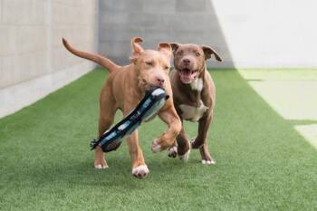 Dobby the Puppy! -  Pit Bull Terrier Dog for Adoption in Burlingame, California - Dobby The Puppy! | PetCurious