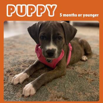 Sammi -  Mixed Breed Dog for Adoption in Gainesville, Florida - Sammi | PetCurious