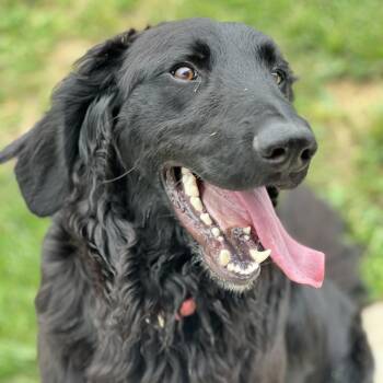 Waylon -  Flat Coated Retriever Dog for Adoption in Monroe, Ohio - Waylon | PetCurious