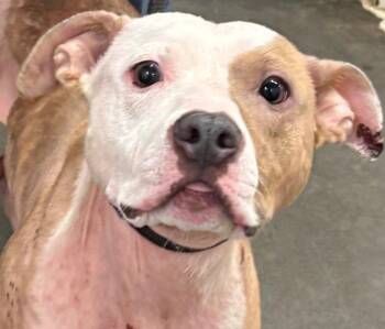 MEMPHIS -  Pit Bull Terrier Dog for Adoption in Elizabethton, Tennessee - MEMPHIS | PetCurious