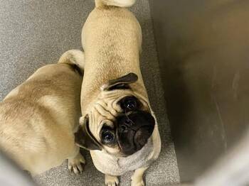 Pug Dogs Available for Adoption in Tustin, California - DUCHESS | PetCurious
