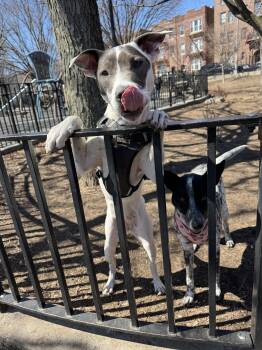 American Staffordshire Terrier and Pit Bull Terrier Dogs Available for Adoption - Nala | PetCurious