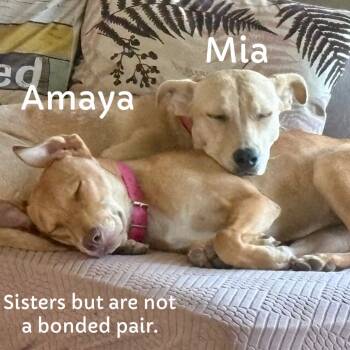 Rescue Mixed Breed Dogs for Adoption in San Diego, California - Mia | PetCurious