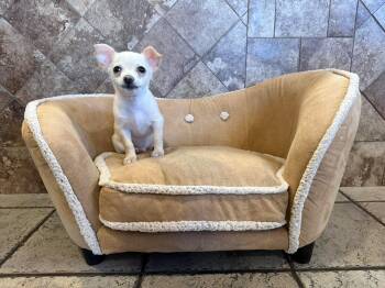 Strudel -  Chihuahua Dog for Adoption in Phoenix, Arizona - Strudel | PetCurious