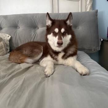 Siberian Husky Dogs Available for Adoption in Washington Court House, Ohio - Nova | PetCurious