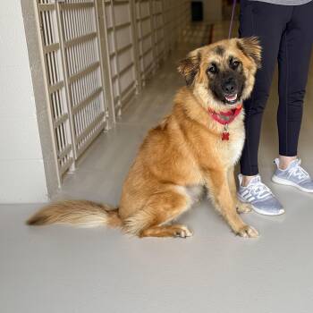 Shepherd and Golden Retriever Dogs Available for Adoption in Chicago, Illinois - Mango | PetCurious