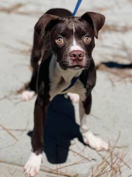 Ac- 4894 "Celio" Rescue Only -  Pit Bull Terrier Dog for Adoption in Conyers, Georgia - Ac- 4894 "Celio" Rescue Only | PetCurious