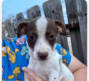 Chihuahua and Rat Terrier Dogs Available for Adoption in Armada, Michigan - The Parking Lot Profit | PetCurious