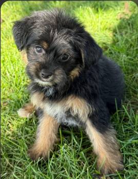 Trina -  Yorkie Poo Dog for Adoption in Liberty Center, Ohio - Trina | PetCurious