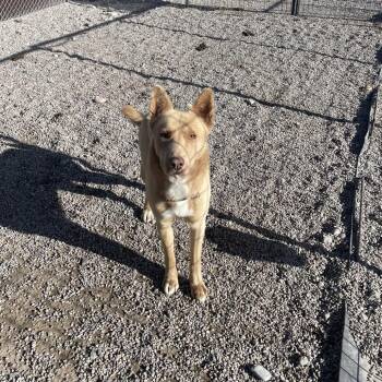 Husky and Dutch Shepherd Dogs Available for Adoption in Rexburg, Idaho - MOOSE | PetCurious