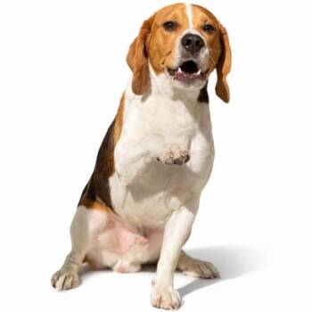 Beeg -  Beagle Dog for Adoption in Stoughton, Massachusetts - Beeg | PetCurious