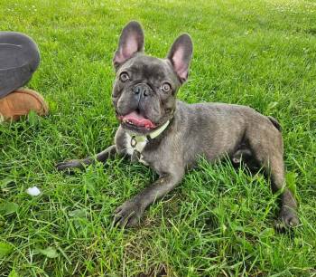 Squidward -  French Bulldog Dog for Adoption - Squidward | PetCurious