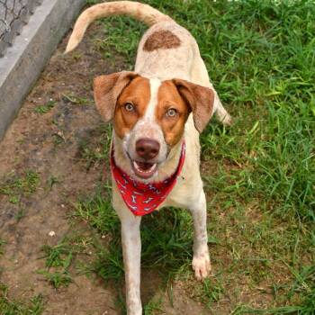 Duke Thymes -  Cattle Dog Dog for Adoption in Beaumont, Texas - Duke Thymes | PetCurious