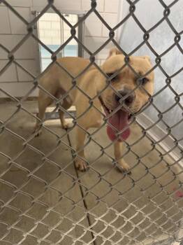 Rescue American Staffordshire Terrier and Mixed Breed Dogs for Adoption in Pearland, Texas - MR. WORLDWIDE | PetCurious