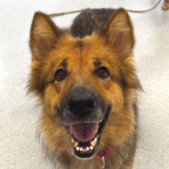 Nita -  Shepherd and Mixed Breed Dog for Adoption in Wheeling, Illinois - Nita | PetCurious