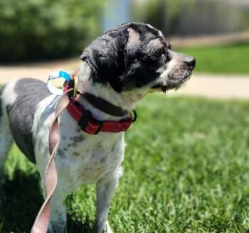 GIZMO -  Shih Tzu Dog for Adoption in Loveland, Colorado - GIZMO | PetCurious