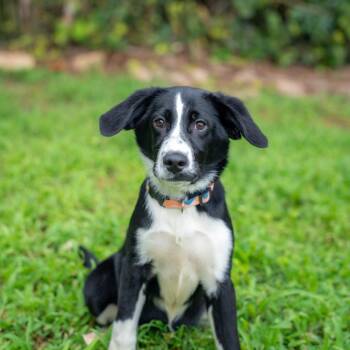 Isabella -  Border Collie and Mixed Breed Dog for Adoption in Gainesville, Georgia - Isabella | PetCurious