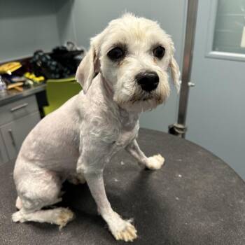 Mixed Breed Dogs Available for Adoption - Malibu Barbie | PetCurious