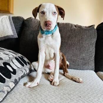 Ernesto the Besto -  Pit Bull Terrier and Labrador Retriever Dog for Adoption in Friendswood, Texas - Ernesto The Besto | PetCurious