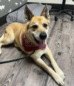 Lucas -  German Shepherd Dog Dog for Adoption in Powell Butte, Oregon - Lucas | PetCurious