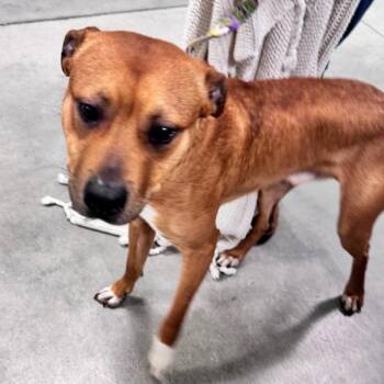 Lucci -  Labrador Retriever Dog for Adoption in Des Moines, Iowa - Lucci | PetCurious