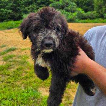 CT Shaggy -  Terrier and Mixed Breed Dog for Adoption in Eastford, Connecticut - CT Shaggy | PetCurious
