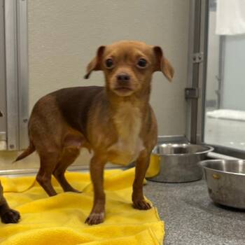 Short stack -  Chihuahua Dog for Adoption in Oak Brook, Illinois - Short Stack | PetCurious