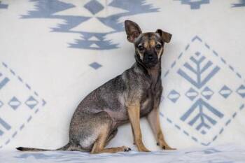 Chihuahua Dogs Available for Adoption in Novato, California - Cheddar | PetCurious