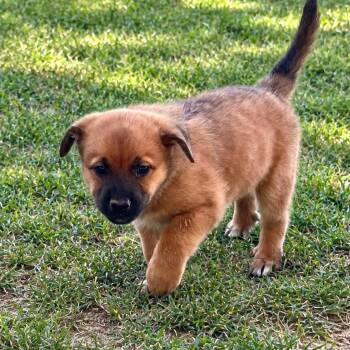 Stream Guitar -  Shepherd and Yellow Labrador Retriever Dog for Adoption in Andover, Massachusetts - Stream Guitar | PetCurious