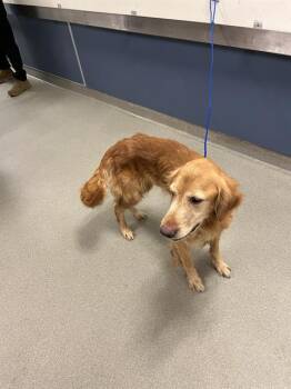 Golden Retriever Dogs Available for Adoption - COOPER | PetCurious