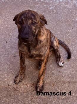 Rescue Labrador Retriever Dogs for Adoption in Zimmerman, Minnesota - Nutmeg | PetCurious