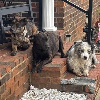 Catahoula Leopard Dog and Mixed Breed Dogs Available for Adoption in Morganfield, Kentucky - Loretta Lynn | PetCurious