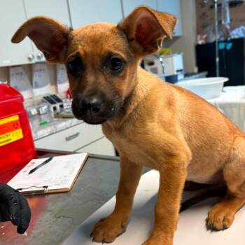 Acorn -  Mixed Breed Dog for Adoption in Huntington, West Virginia - Acorn | PetCurious