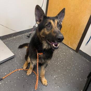 Mixed Breed Dogs Available for Adoption in Columbiana, Alabama - Max | PetCurious