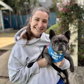 French Bulldog Dogs Available for Adoption - Orca | PetCurious