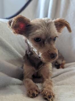 Rescue Yorkshire Terrier Dogs for Adoption in Plant City, Florida - Sunshine | PetCurious