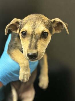 SAMWISE -  Chihuahua and Mixed Breed Dog for Adoption in Visalia, California - SAMWISE | PetCurious