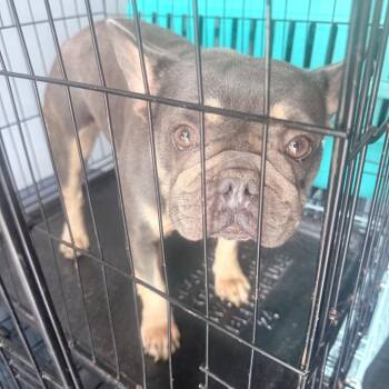 Violet -  French Bulldog and Mixed Breed Dog for Adoption in Jupiter, Florida - Violet | PetCurious