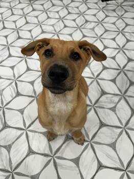 Basset Hound and Australian Cattle Dog Blue Heeler Dogs Available for Adoption in Guilford, Connecticut - Maise | PetCurious