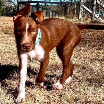 Gruffy -  Wirehaired Pointing Griffon and Mixed Breed Dog for Adoption in Potomac, Maryland - Gruffy | PetCurious