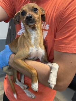 ROCKY -  Chihuahua and Italian Greyhound Dog Available for Adoption in Tallahassee, Florida - ROCKY | PetCurious