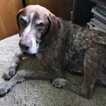 Chef -  German Shorthaired Pointer Dog for Adoption - Chef | PetCurious