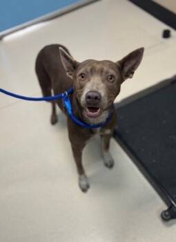 Rescue Mixed Breed Dogs for Adoption in San Luis Obispo, California - Carmen | PetCurious